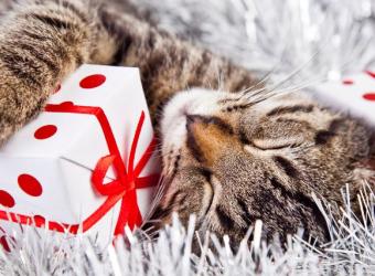 A Quick Guide to Pet-Proofing the Holiday Season