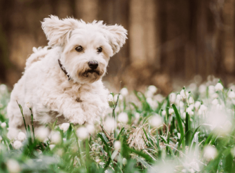 Spring Toxins My Dog Needs to Avoid